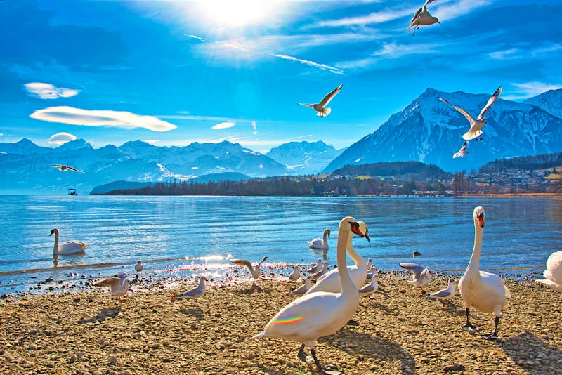 Winter am Thunersee - ©Tanja Voigt  - stock.adobe.com