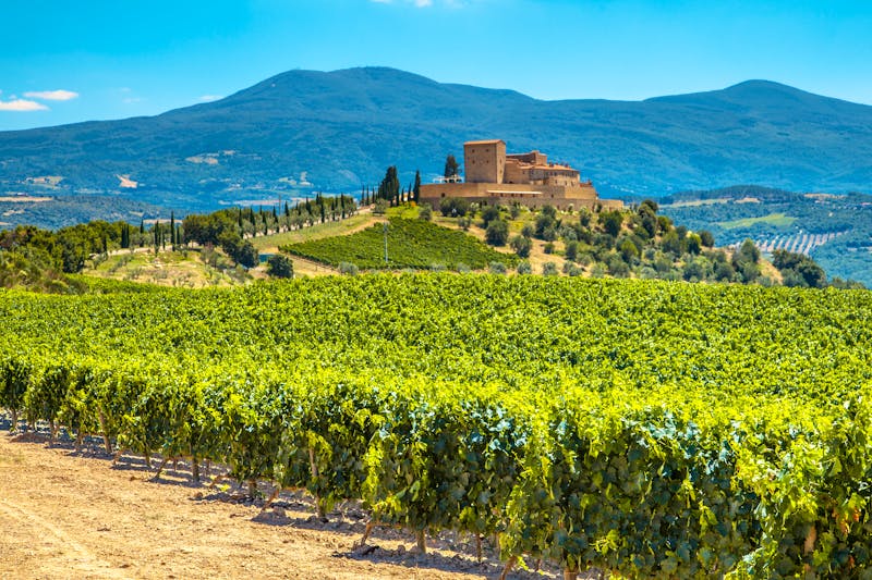 Weinanbau in der Toskana - ©creativenature.nl - stock.adobe.com