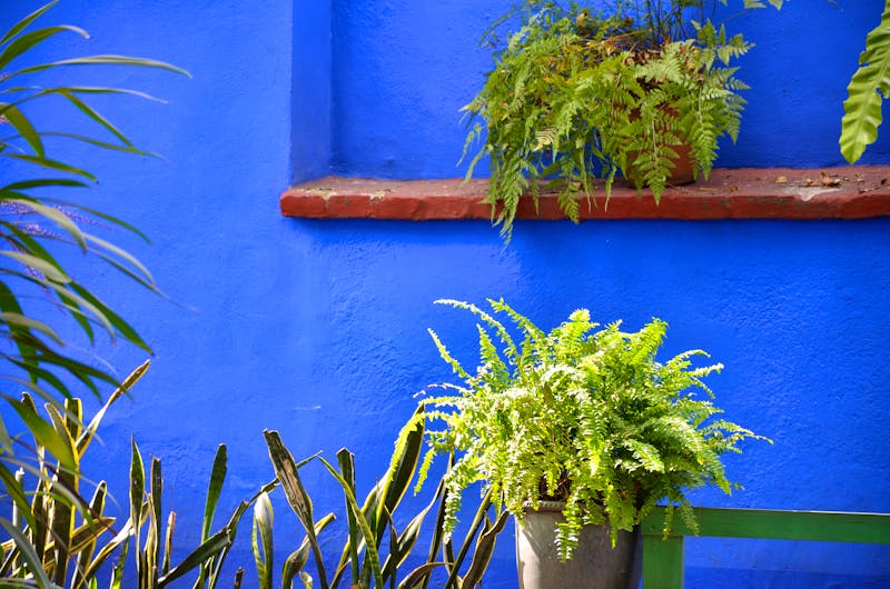 Casa Azul - Frida Kahlo Museum in Mexiko-Stadt - ©Jordi - stock.adobe.com