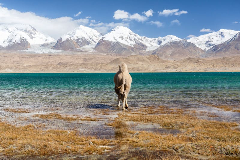Einsames Kamel am Karakol-See (Xinjiang, China) - ©Chris Redan - stock.adobe.com