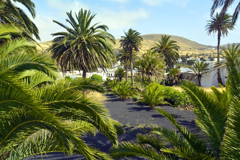 Tal der 1000 Palmen auf Lanzarote - &copy;ginette laffargue - stock.adobe.com