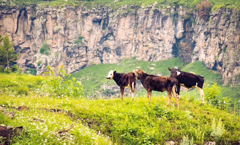 Kühe in der Dashbashi Schlucht in Georgien  - ©Evaldas - stock.adobe.com