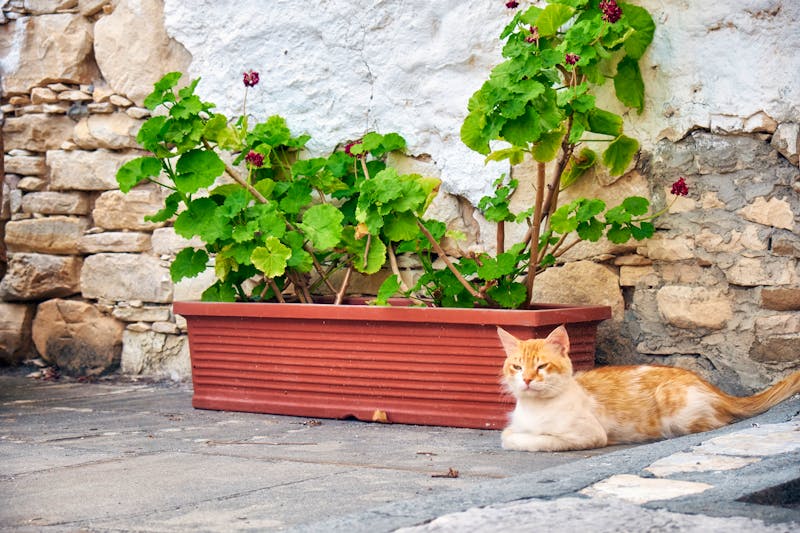 Katze im Künstlerdorf Lania - ©Serg Zastavkin (Sergey Pristyazhnyuk)