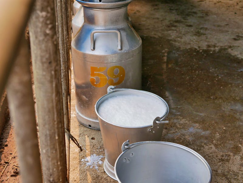 Milcheimer - ©OleCNX - stock.adobe.com