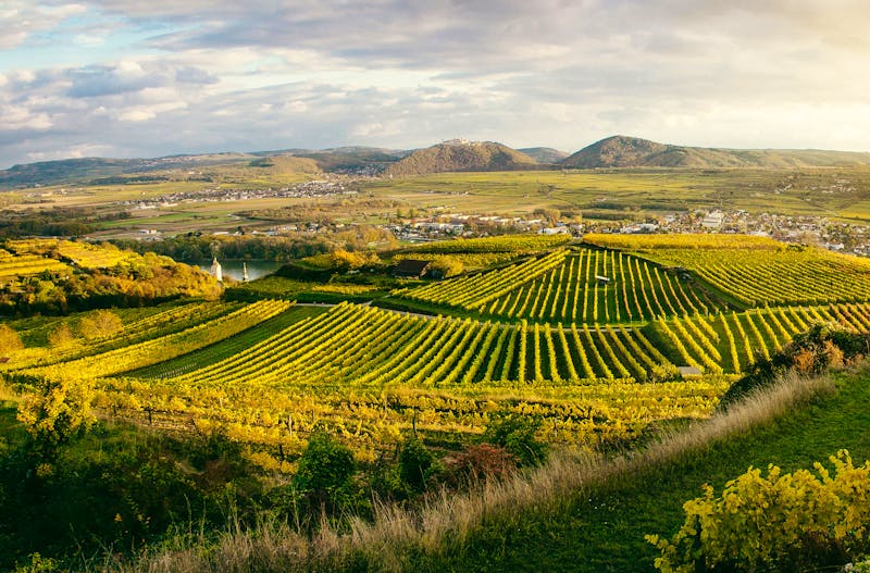 Weingebiete bei Krems in der Wachau - ©Catalin - stock.adobe.com