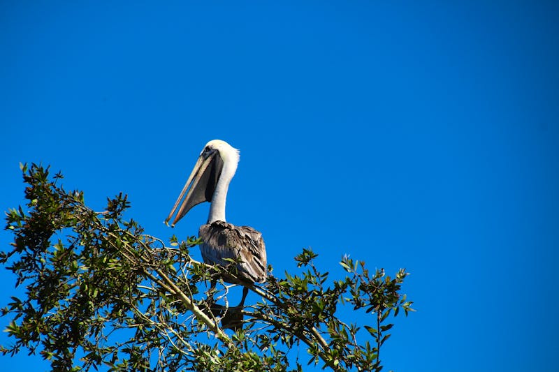 Pelikan in der Laguna del Tesoro - ©bummi100 - stock.adobe.com
