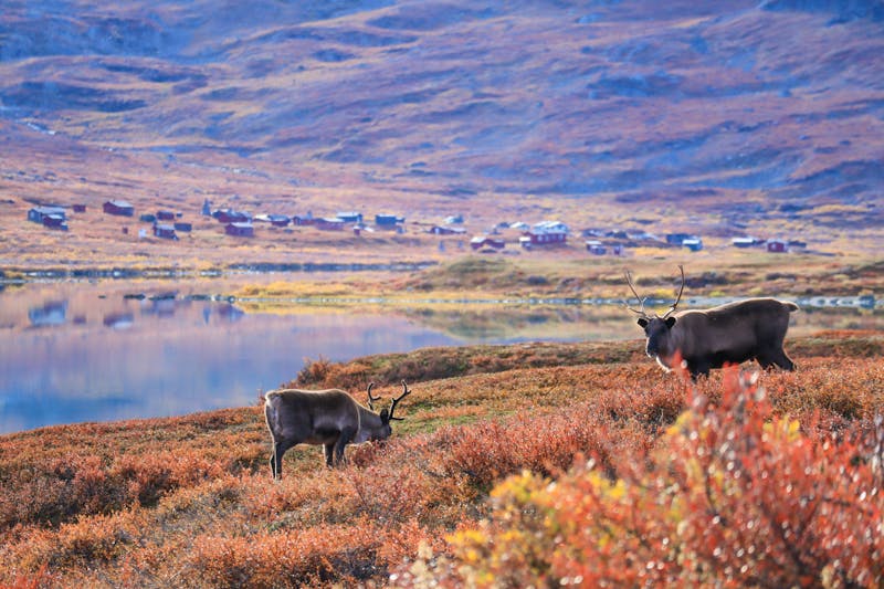 Rentier in Abisko national park - ©Raphaël - stock.adobe.com