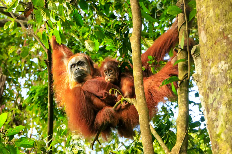 Orang Utan im Leuser Nationalpark auf Sumatra - &copy;donyanedomam - stock.adobe.com