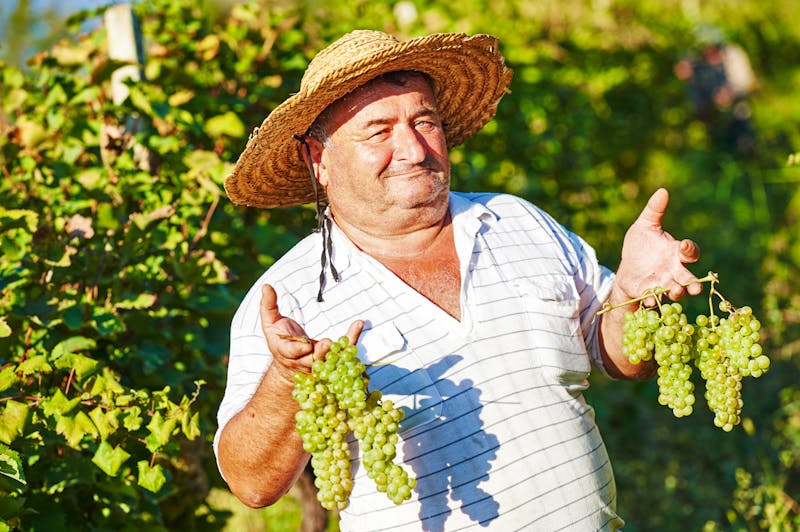 Winzer in Georgien - ©Kadmy - stock.adobe.com