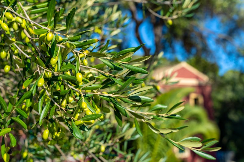 Olivenbaum auf Korfu - ©Matt - stock.adobe.com