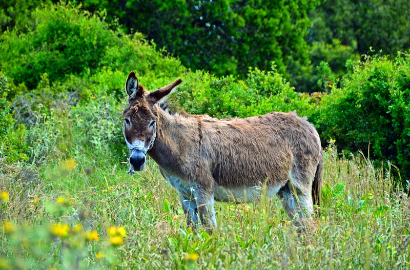 Esel auf Korfu - ©Inge Knol - stock.adobe.com
