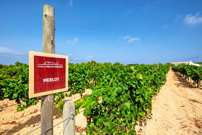 Weinanbau auf der La Mola Hochebene auf der Insel Formentera - ©Tolo - stock.adobe.com