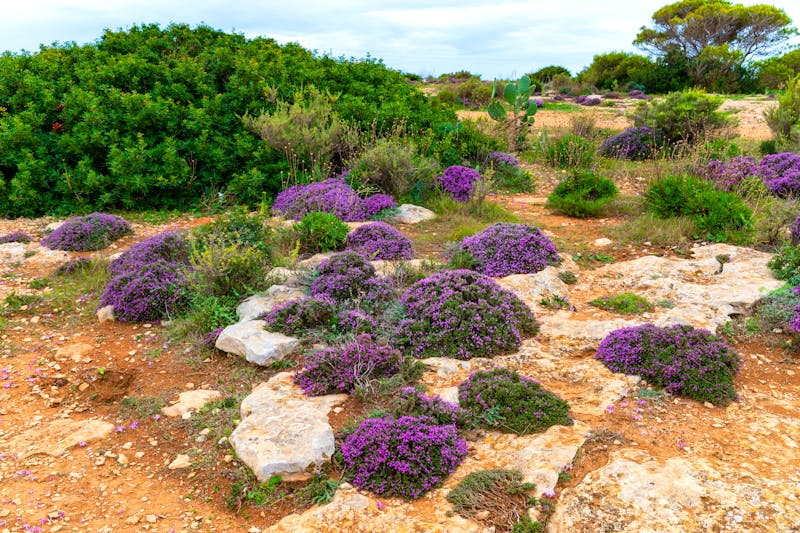Wanderung auf der La Mola Hochebene auf der Insel Formentera - ©Irina - stock.adobe.com