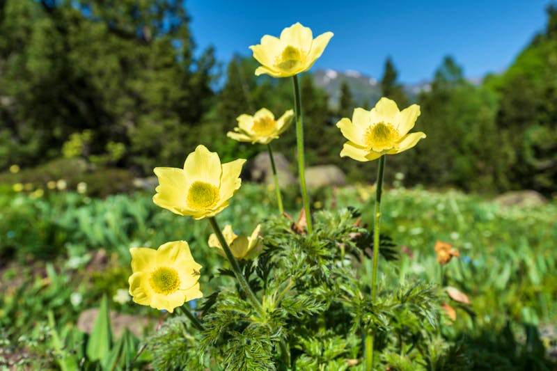 Blumen im Sorteny Naturpark in Andorra - ©Tolo - stock.adobe.com