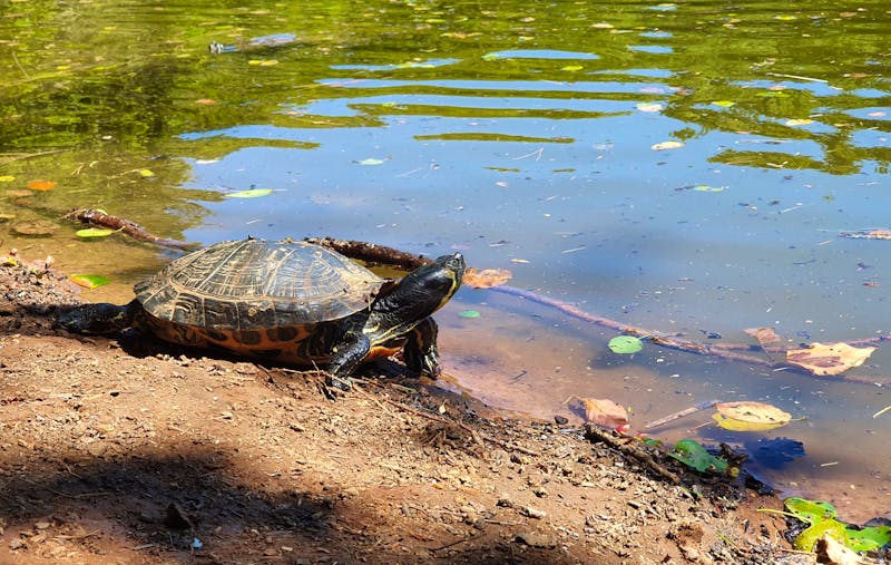 Schildkröte im Foresta Umbra - Gargano-Nationalpark in Apulien - ©Grit Oppitz-Heineman - stock.adobe.com