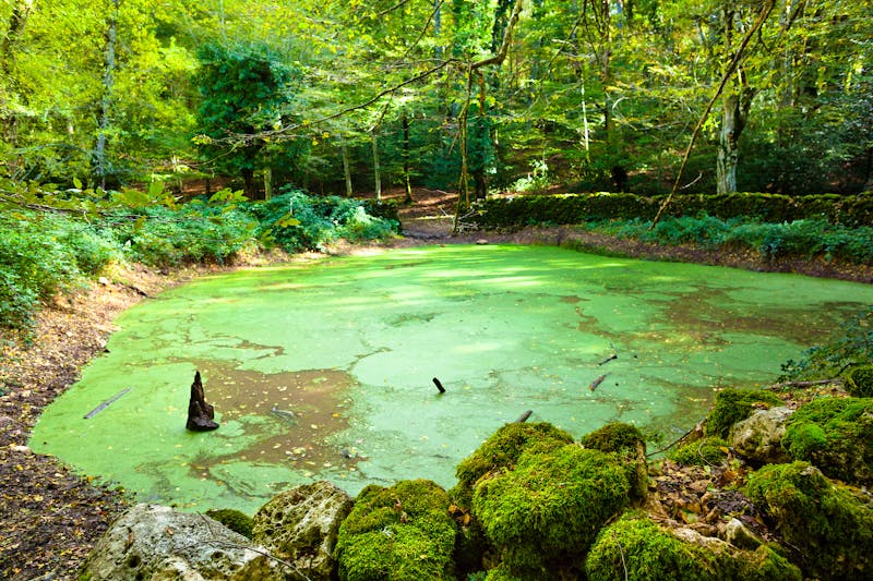 Foresta Umbra - Gargano-Nationalpark in Apulien - ©Mr Korn Flakes - stock.adobe.com