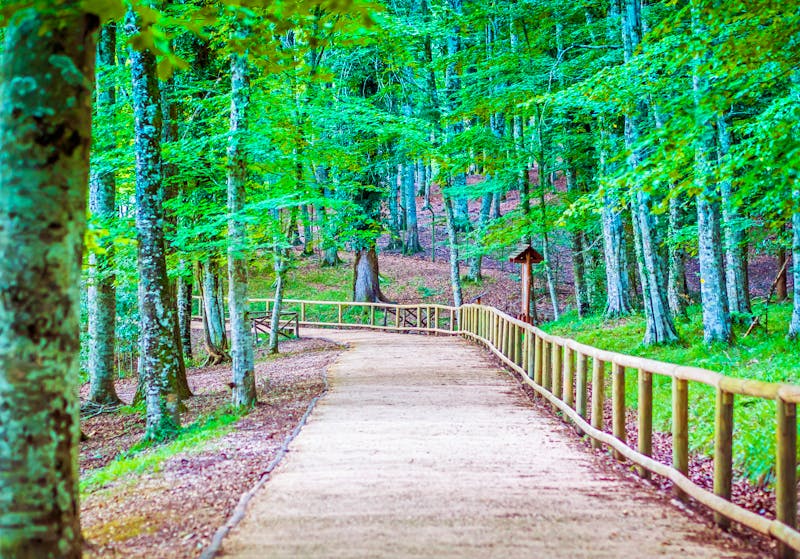 Wanderweg im Foresta Umbra - Gargano-Nationalpark in Apulien - ©arkanto - stock.adobe.com