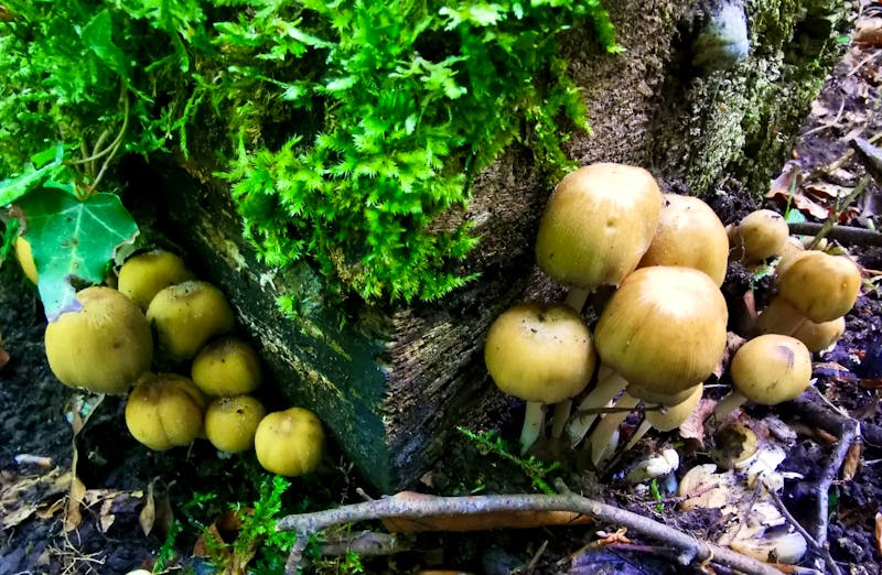 Moos und Pilze im Foresta Umbra in Apulien - ©Simone Willner - Eberhardt TRAVEL