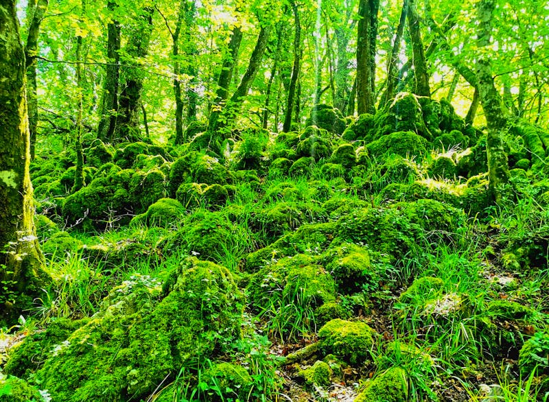 Moosbewuchs im Foresta Umbra - ©Simone Willner - Eberhardt TRAVEL