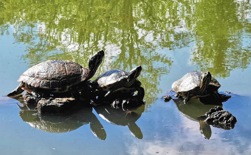 Schildkrötenparade am See im Foresta Umbra - ©Simone Willner - Eberhardt TRAVEL