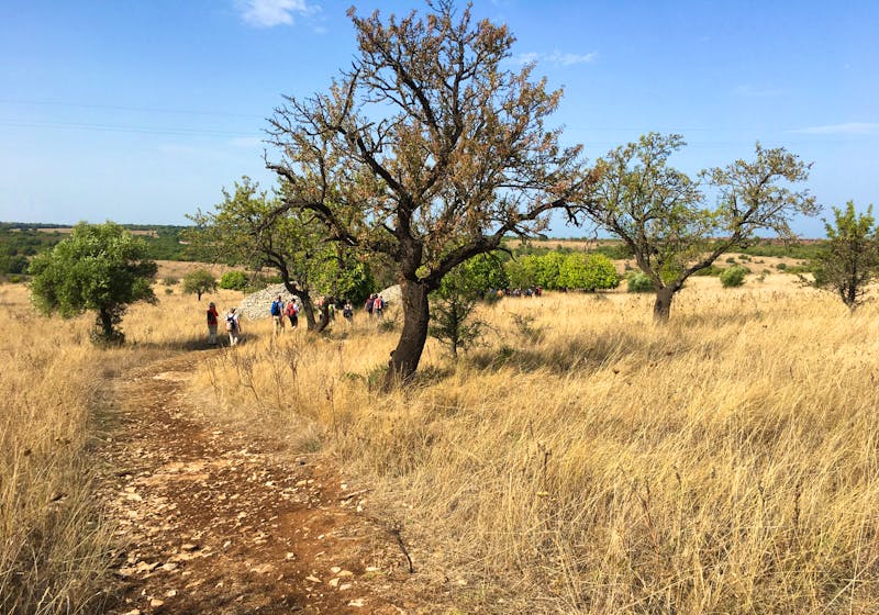 Wandern zwischen Olivenbäumen und Steineichen in Apulien - ©Claudia Hartwich - Eberhardt TRAVEL