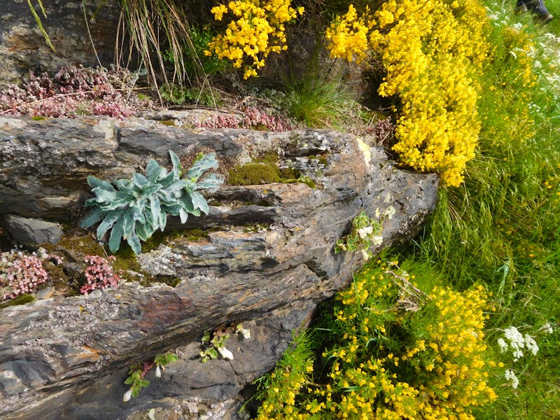 Vall del Riu - Vegetation entlang der Felsen - ©Stefan Börner - Eberhardt TRAVEL
