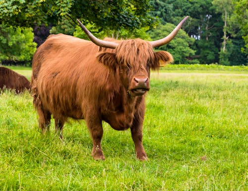 Highland Rinder am Glamis Castle in Schottland – © ONEWORLD PIC - stock.adobe.com