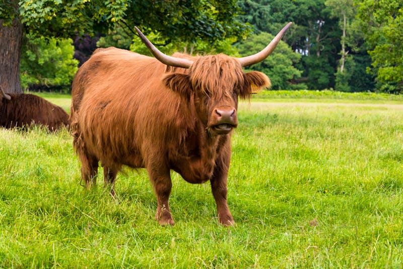 Highland Rinder am Glamis Castle in Schottland - ©ONEWORLD PIC - stock.adobe.com
