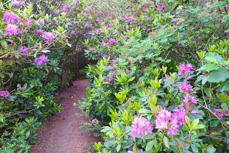 Inverewe Garden in Poolewe, Schottland - ©shorty25 - stock.adobe.com