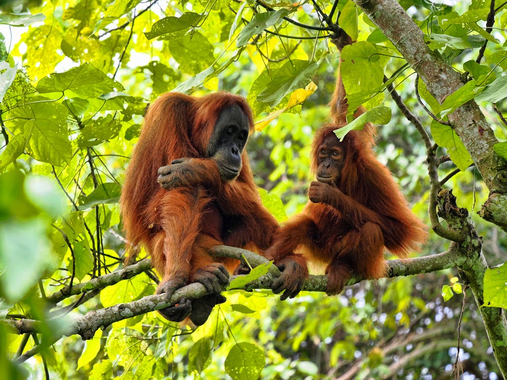Orangutan im Gunung Leuser Nationalpark, Sumatra &ndash; &copy; vladislav333222 - stock.adobe.com