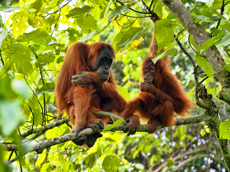 Orangutan im Gunung Leuser Nationalpark, Sumatra - &copy;vladislav333222 - stock.adobe.com