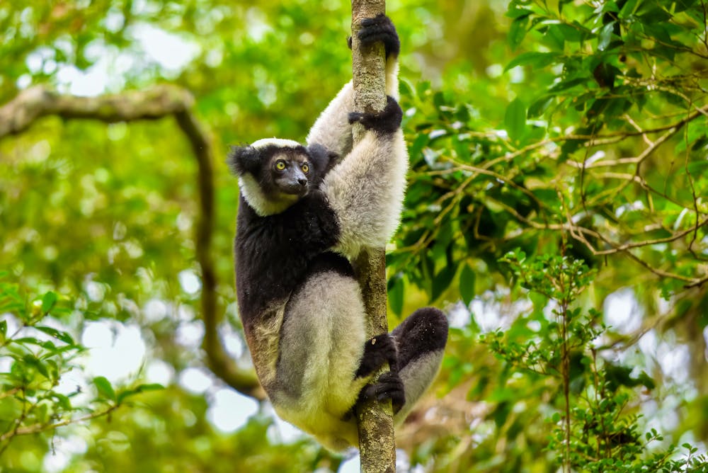 Lemur auf Madagaskar &ndash; &copy; Sunil Singh. All rights reserved.
