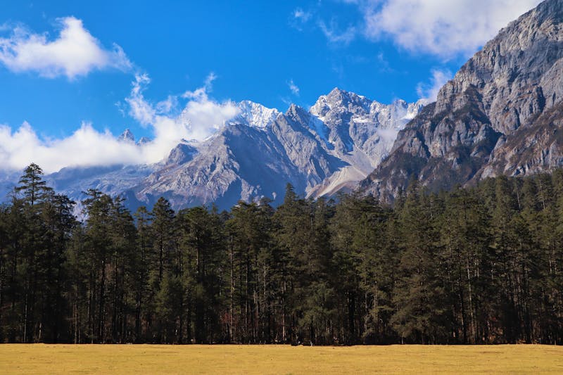 Fichtenwiese am Jade-Drachen-Schneeberg in Yunnan, China - ©scorpionyc - stock.adobe.com