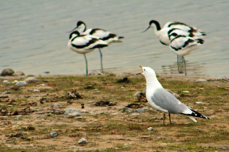 Wasservogelreservat Wallnau auf der Insel Fehmarn - ©Mike Schulz - stock.adobe.com