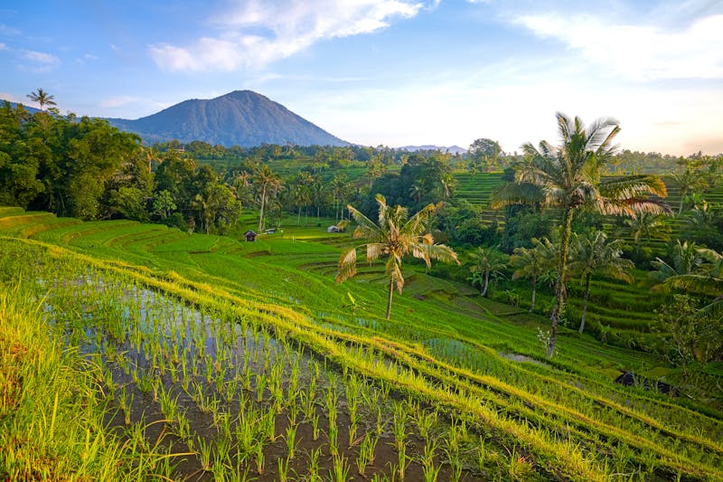 Reisfelder in der Region Tabanan auf Bali - ©Anom Harya - stock.adobe.com