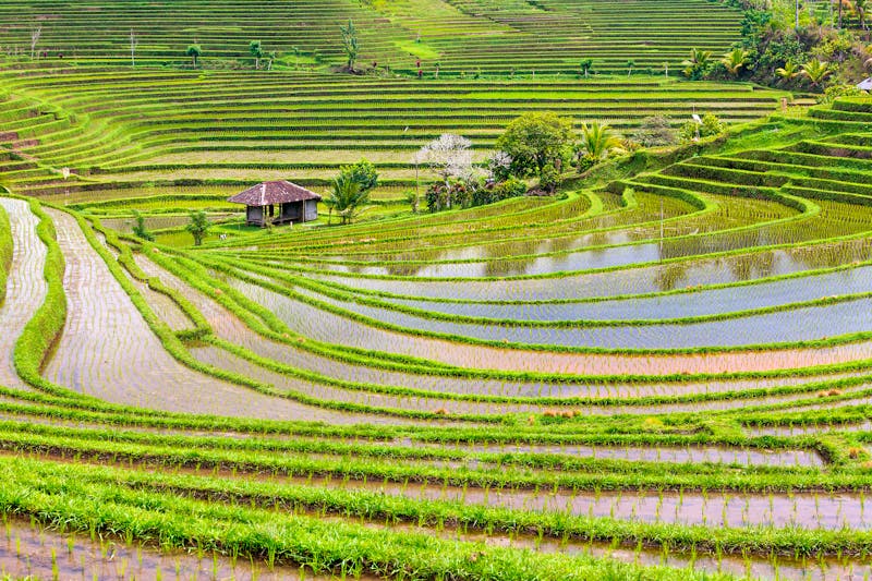 Reisfelder in der Region Tabanan auf Bali - ©I Ketut Arnaya - stock.adobe.com