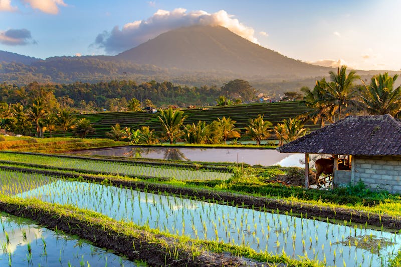 Reisfelder in der Region Tabanan auf Bali - ©Tanya Keisha - stock.adobe.com