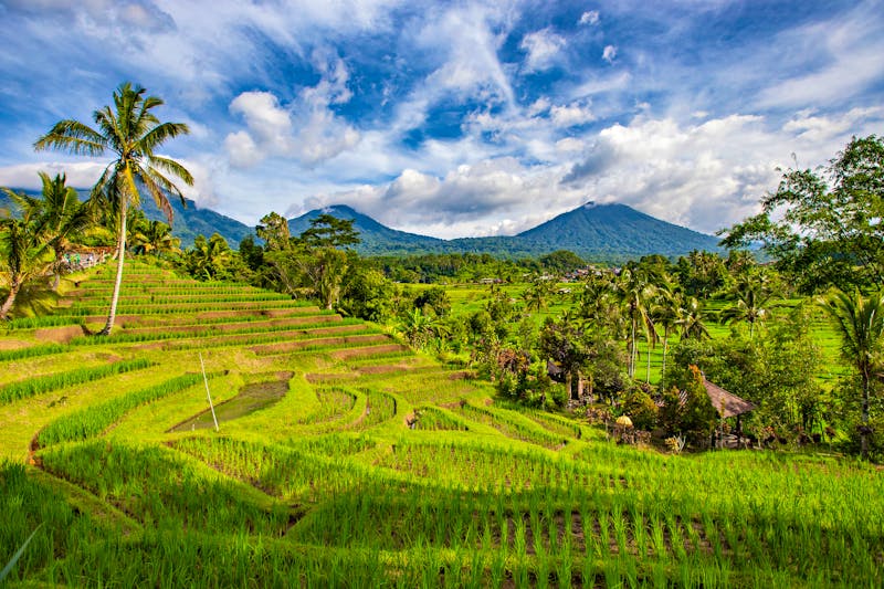 Jatiluwih Reisterrassen auf Bali - ©Natalia - stock.adobe.com
