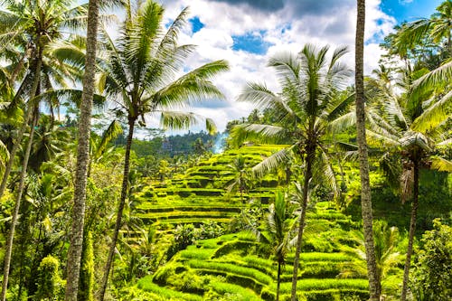 Reisefelder im Distrikt Tegallalang auf Bali &ndash; &copy; Sergii Figurnyi - stock.adobe.com