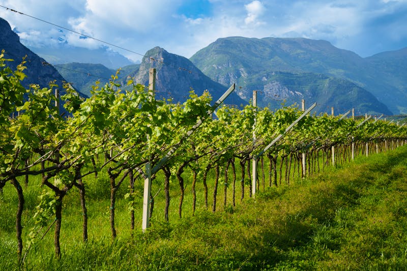 Weinstöcke am Gardasee in Italien  - ©Sandra Alkado - stock.adobe.com