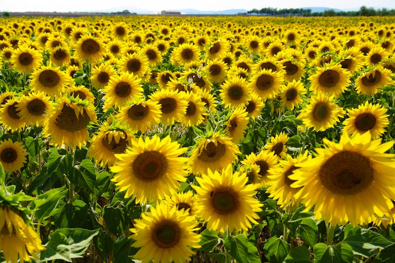Sonnenblumen im Plateau de Valensole der Provence in Frankreich - ©JM Soedher - stock.adobe.com