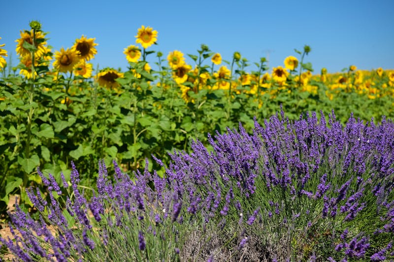 Feld im Plateau de Valensole der Provence in Frankreich - ©JM Soedher - stock.adobe.com