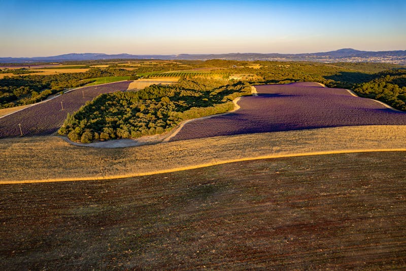 Plateau de Valensole der Provence in Frankreich - ©David LEVEQUE - stock.adobe.com