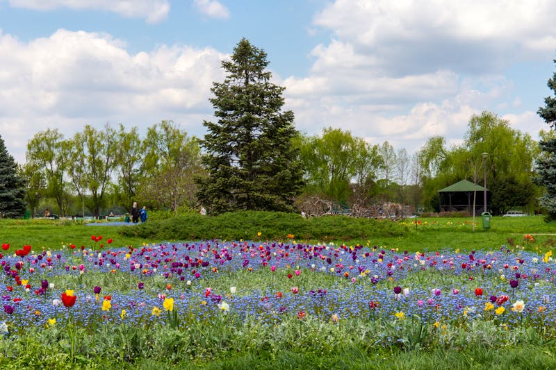 Blumenmeer in Bukarest - König-Michael-Park - ©Carsten Lenz - stock.adobe.com