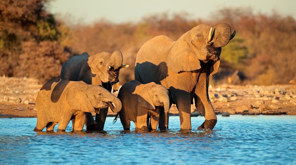 Elefanten Familie im EtoshaNationalpark &ndash; &copy; © Nico Smit
