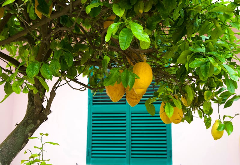 Zitronenbaum vor einem Fenster  - ©Inga Bulgakova - stock.adobe.com