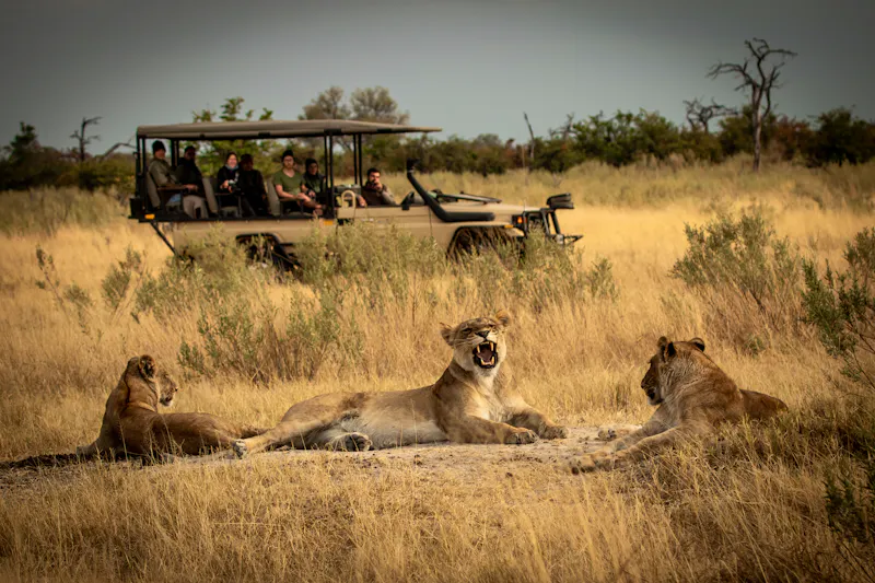 Löwen im Savannengras im Okavango Delta - &copy;Rebekka - stock.adobe.com