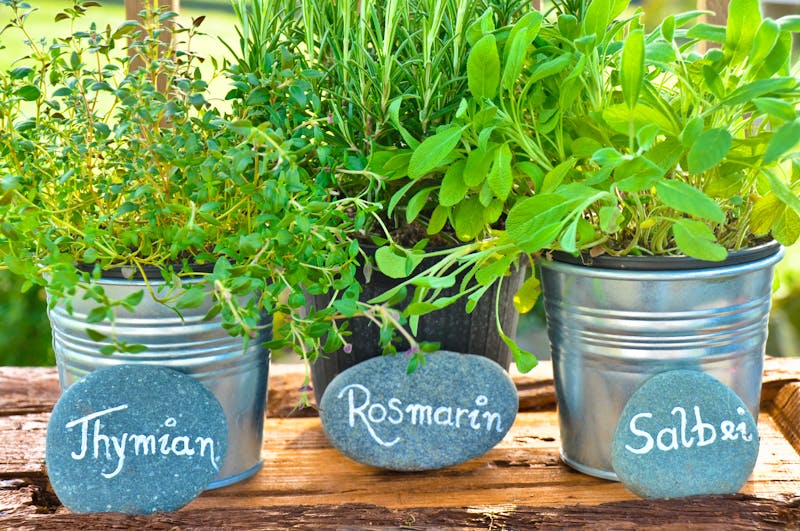 Mediterrane Kräuter  - ©Marmel - stock.adobe.com