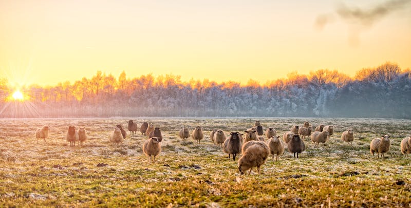 Winter in Ostfriesland mit Schafen - ©Dar1930 - stock.adobe.com