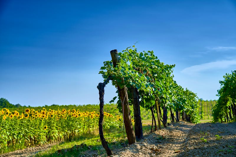 Weindorf Etyek in Ungarn - ©a.dl - stock.adobe.com